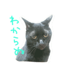 白サバ＆黒猫（個別スタンプ：3）