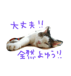 白サバ＆黒猫（個別スタンプ：4）