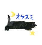 白サバ＆黒猫（個別スタンプ：5）
