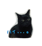 白サバ＆黒猫（個別スタンプ：7）