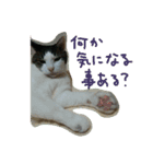 白サバ＆黒猫（個別スタンプ：8）
