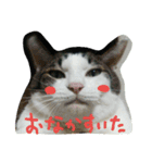 白サバ＆黒猫（個別スタンプ：9）