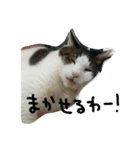 白サバ＆黒猫（個別スタンプ：10）