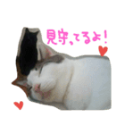 白サバ＆黒猫（個別スタンプ：11）