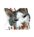 白サバ＆黒猫（個別スタンプ：12）