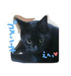白サバ＆黒猫（個別スタンプ：14）