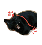 白サバ＆黒猫（個別スタンプ：15）