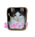 白サバ＆黒猫（個別スタンプ：16）