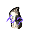 との(猫)（個別スタンプ：1）