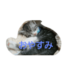 との(猫)（個別スタンプ：4）