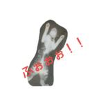との(猫)（個別スタンプ：5）