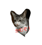との(猫)（個別スタンプ：7）