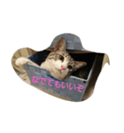 との(猫)（個別スタンプ：8）