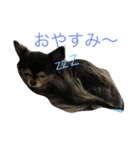 はなとマロン（個別スタンプ：3）