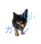 はなとマロン（個別スタンプ：7）
