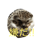 はなとマロン（個別スタンプ：8）