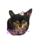 はなとマロン（個別スタンプ：11）