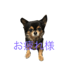 はなとマロン（個別スタンプ：12）