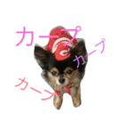 はなとマロン（個別スタンプ：13）