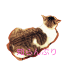 animal111（個別スタンプ：1）