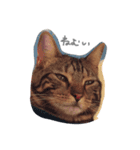 animal111（個別スタンプ：3）