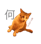 animal111（個別スタンプ：8）