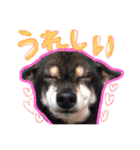 米クラブ（個別スタンプ：9）