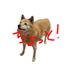 私の家族をよろしく！（個別スタンプ：1）