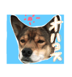 せつせつすたんぷ（個別スタンプ：1）
