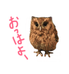 アカラさんの日常（個別スタンプ：1）