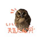 アカラさんの日常（個別スタンプ：2）