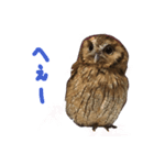 アカラさんの日常（個別スタンプ：16）