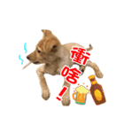 Dog Golden~（個別スタンプ：1）