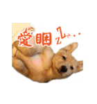 Dog Golden~（個別スタンプ：2）