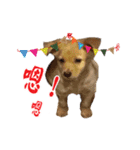 Dog Golden~（個別スタンプ：3）