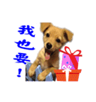 Dog Golden~（個別スタンプ：4）