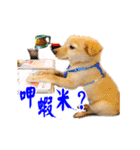 Dog Golden~（個別スタンプ：5）