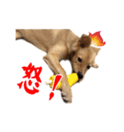Dog Golden~（個別スタンプ：6）