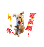 Dog Golden~（個別スタンプ：7）