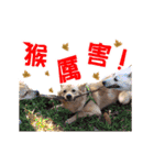Dog Golden~（個別スタンプ：8）