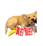 Dog Golden~（個別スタンプ：9）