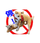 Dog Golden~（個別スタンプ：10）