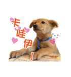 Dog Golden~（個別スタンプ：11）