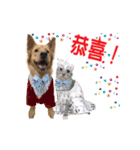 Dog Golden~（個別スタンプ：12）