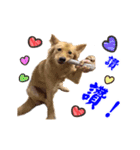 Dog Golden~（個別スタンプ：13）