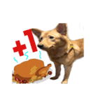 Dog Golden~（個別スタンプ：14）