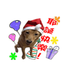 Dog Golden~（個別スタンプ：15）