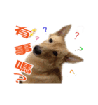 Dog Golden~（個別スタンプ：16）