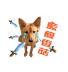 Dog Golden~（個別スタンプ：17）