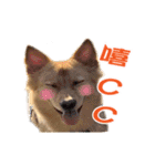 Dog Golden~（個別スタンプ：18）